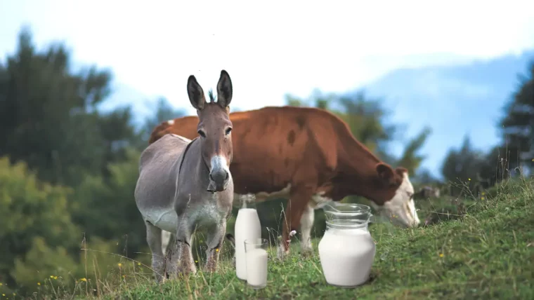 Donkey Milk vs Cow Milk