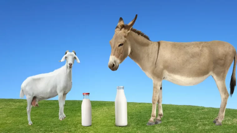 Goat Milk vs Donkey Milk