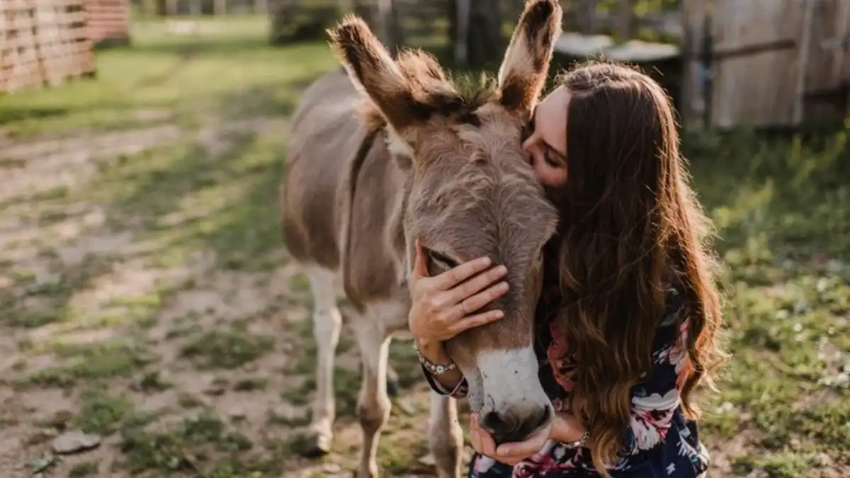 donkey milk shows anti pigmentation properties